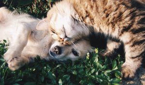 6 organizații și centre de adopții animale din Cluj