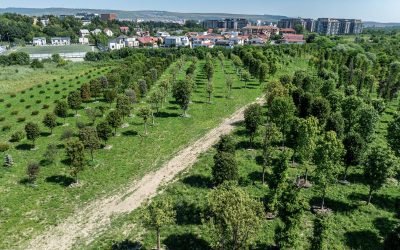 Metasequoia, arbori de cauciuc, ginkgo biloba, printre cei aproape 700 de copaci pregătiți pentru a aduce natura în proiectul IULIUS de reconversie urbană din Cluj
